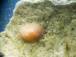 Image of blood drop sea squirt