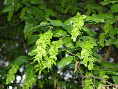 Image of Eastern Hornbeam