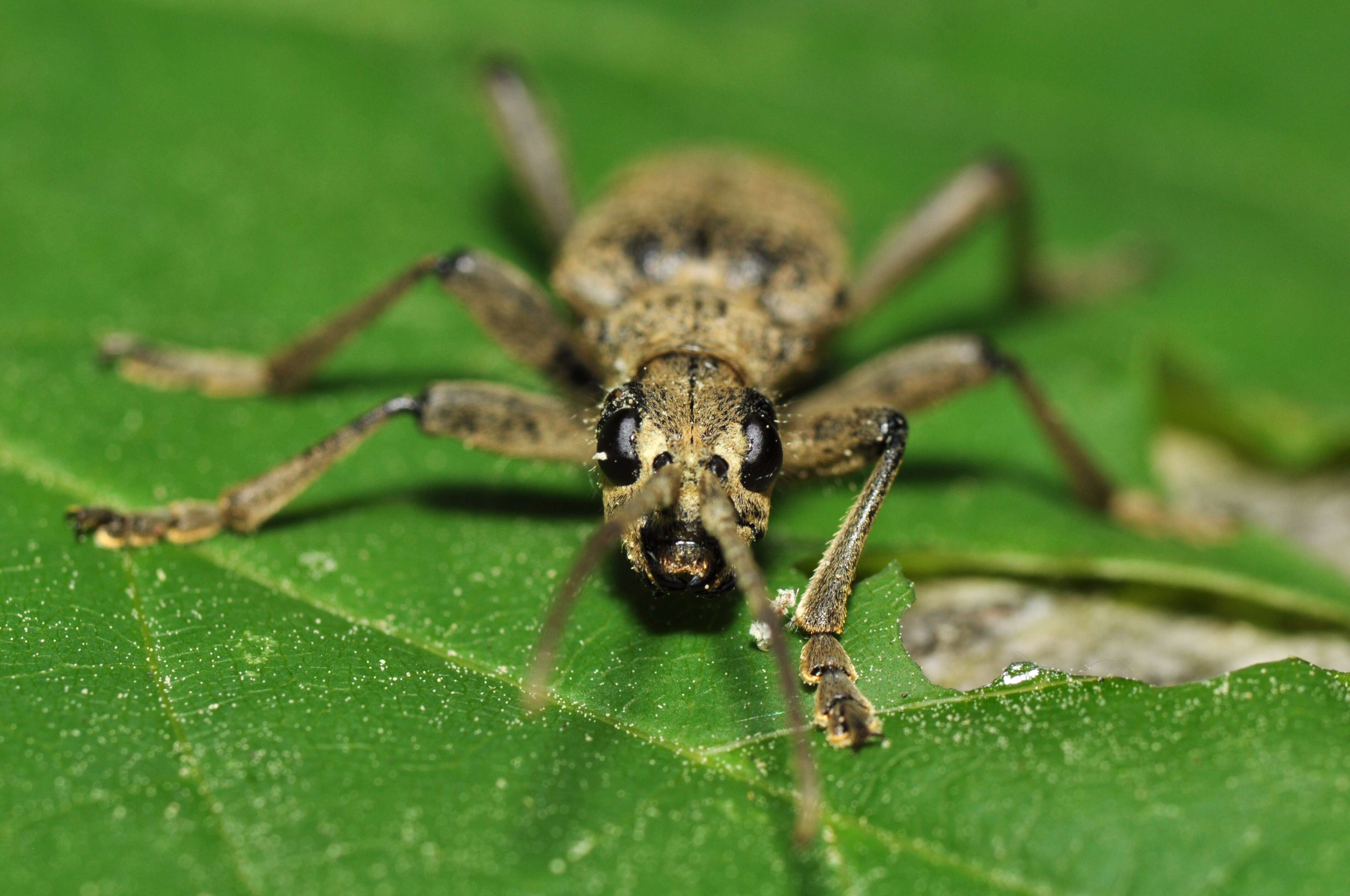 Image of Blackspotted Pliers Support Beetle