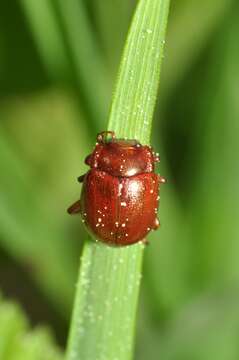 Image of Chrysolina (Chrysolina) staphylaea (Linnaeus 1758)