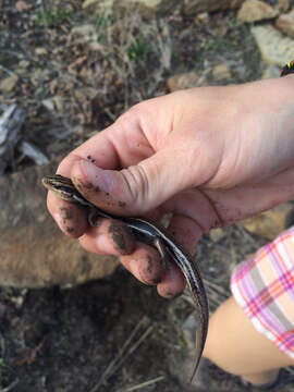 Image of Common Five-lined Skink