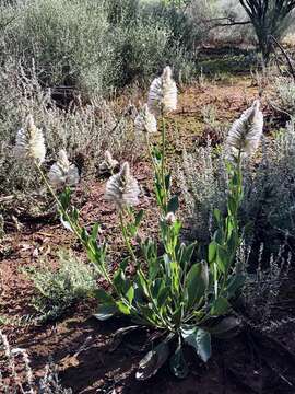 Image of Ptilotus nobilis F. Müll.