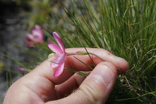 Image of Geissorhiza nubigena Goldblatt