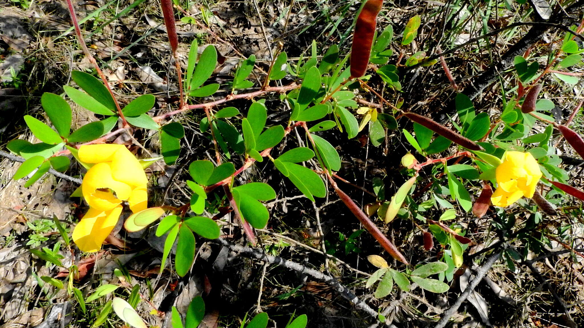 Image of Chamaecrista ramosa (Vogel) H. S. Irwin & Barneby