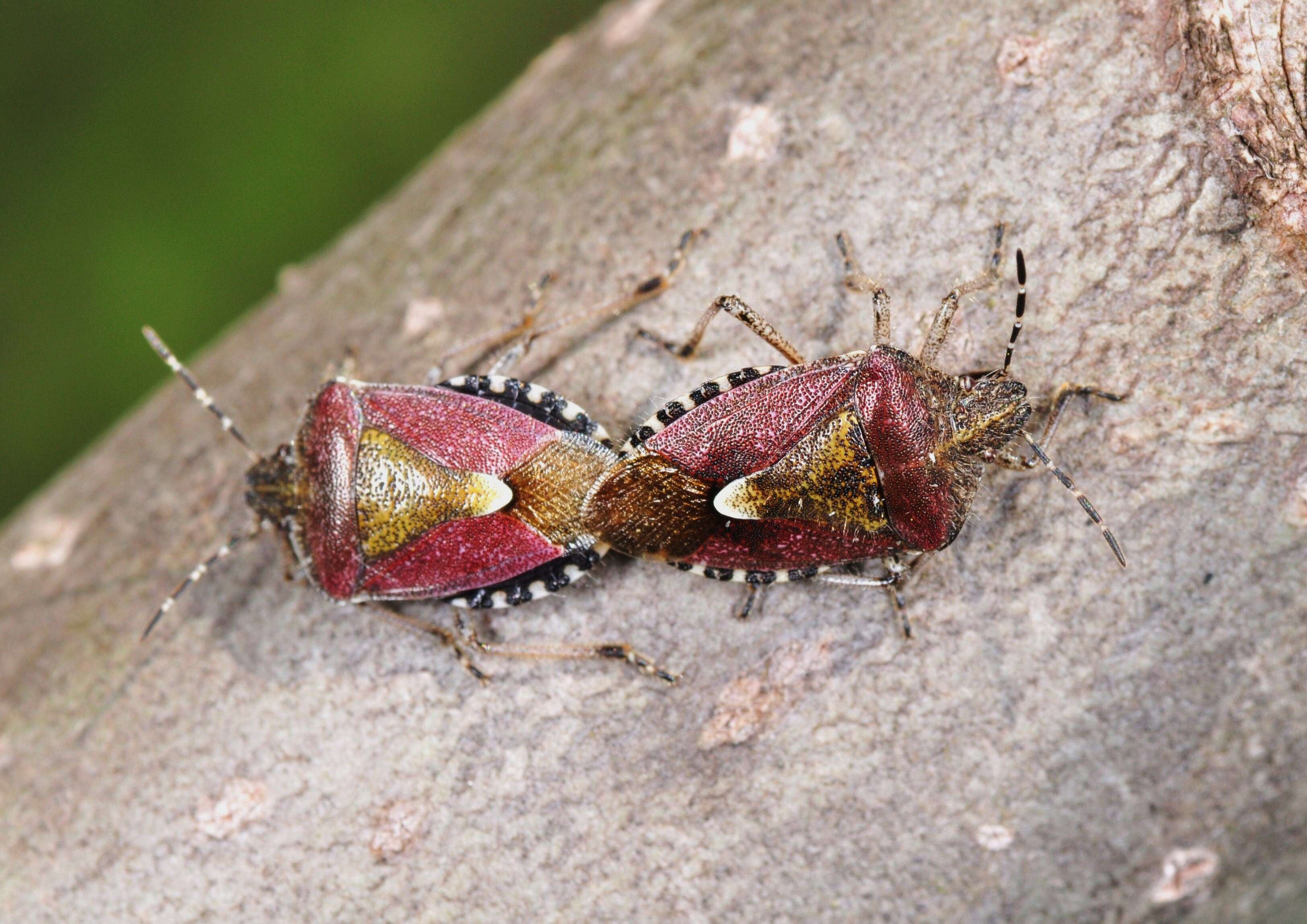 Image of sloe bug