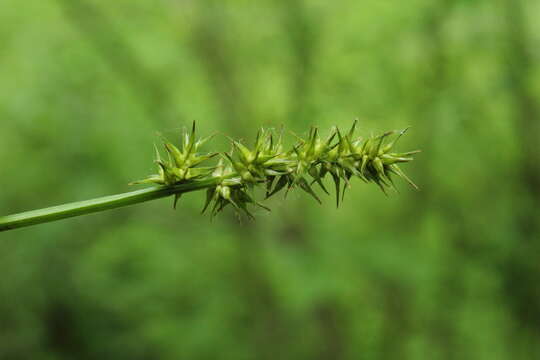 Image of Smooth-Sheath Sedge