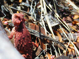 Image of Greater Short-horned Lizard