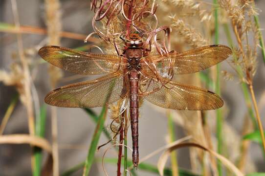 Image of Brown Hawker