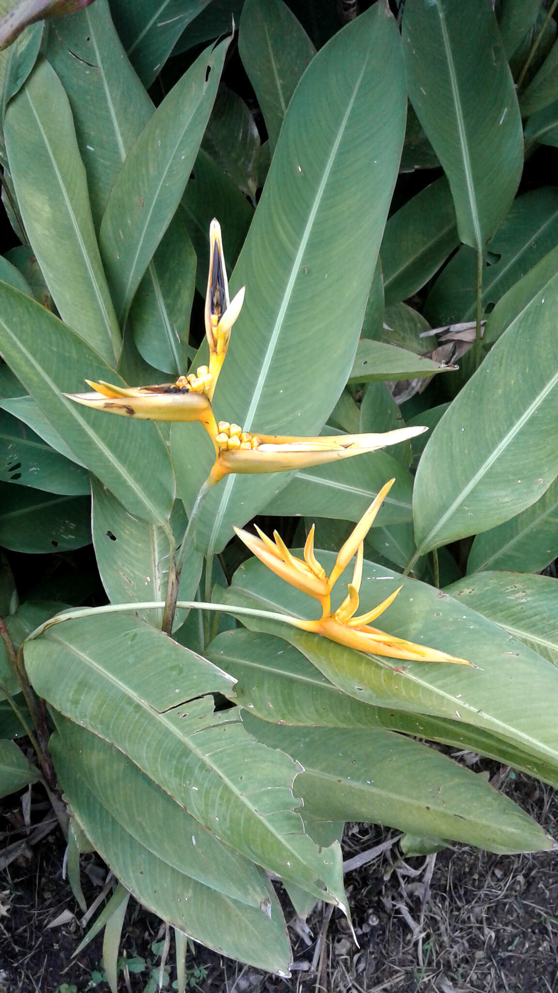 Image of parakeetflower