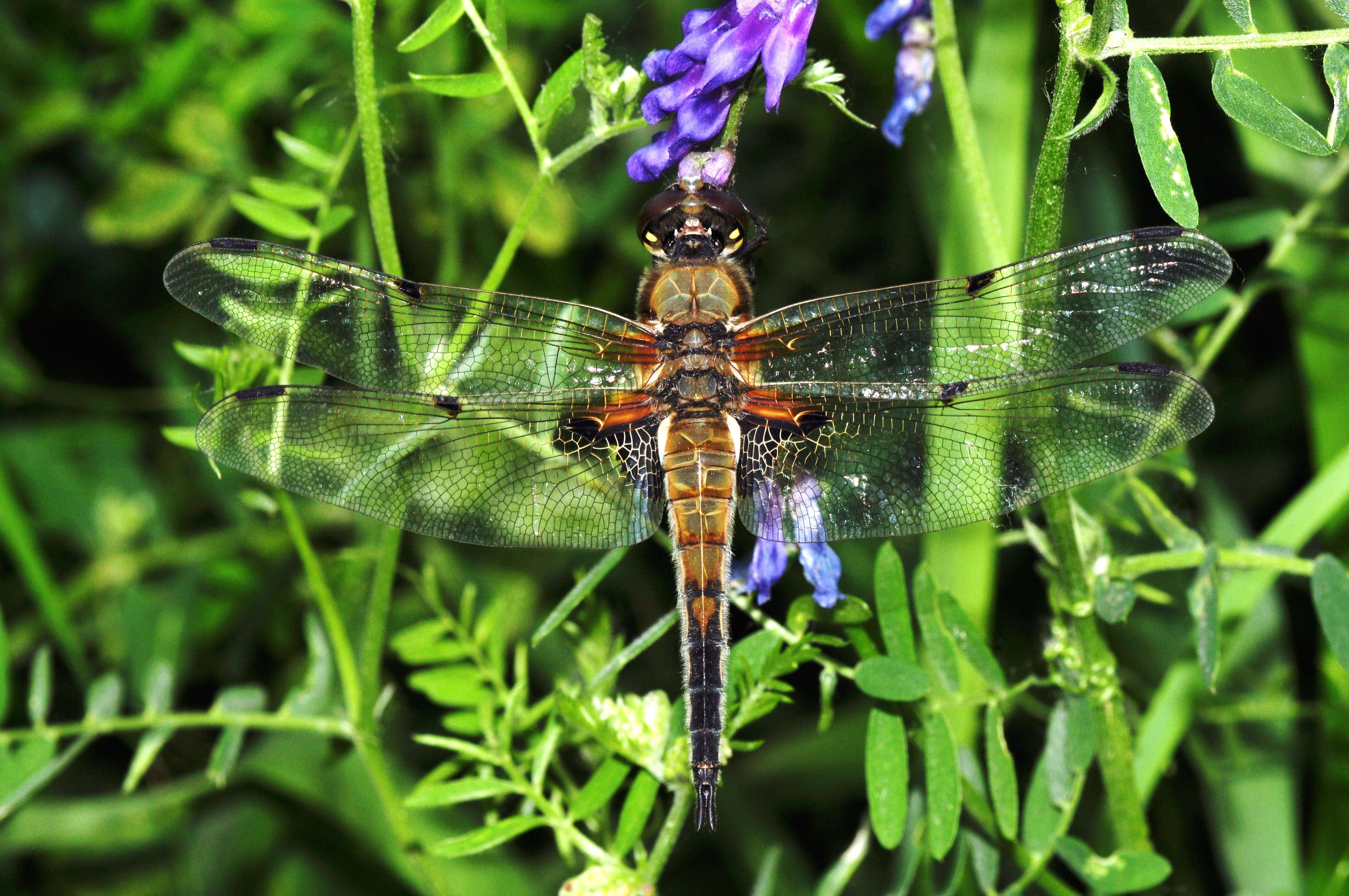 Image of Four-spotted Chaser