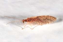 Image of brown lacewings