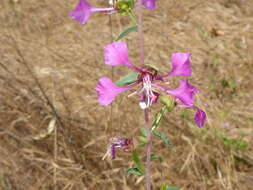 Image of elegant clarkia