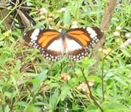 Image of Danaus (Salatura) affinis malayana (Fruhstorfer 1899)