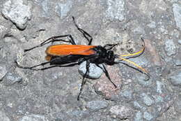 Image of Tarantula Hawks