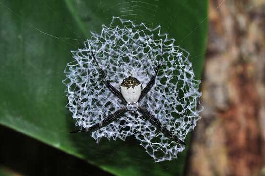 Image of Argiope submaronica Strand 1916