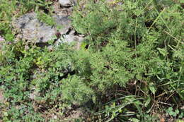 صورة Artemisia chamaemelifolia Vill.