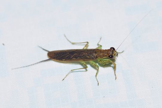 Image of Chaeteessa