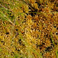 Image of sphagnum