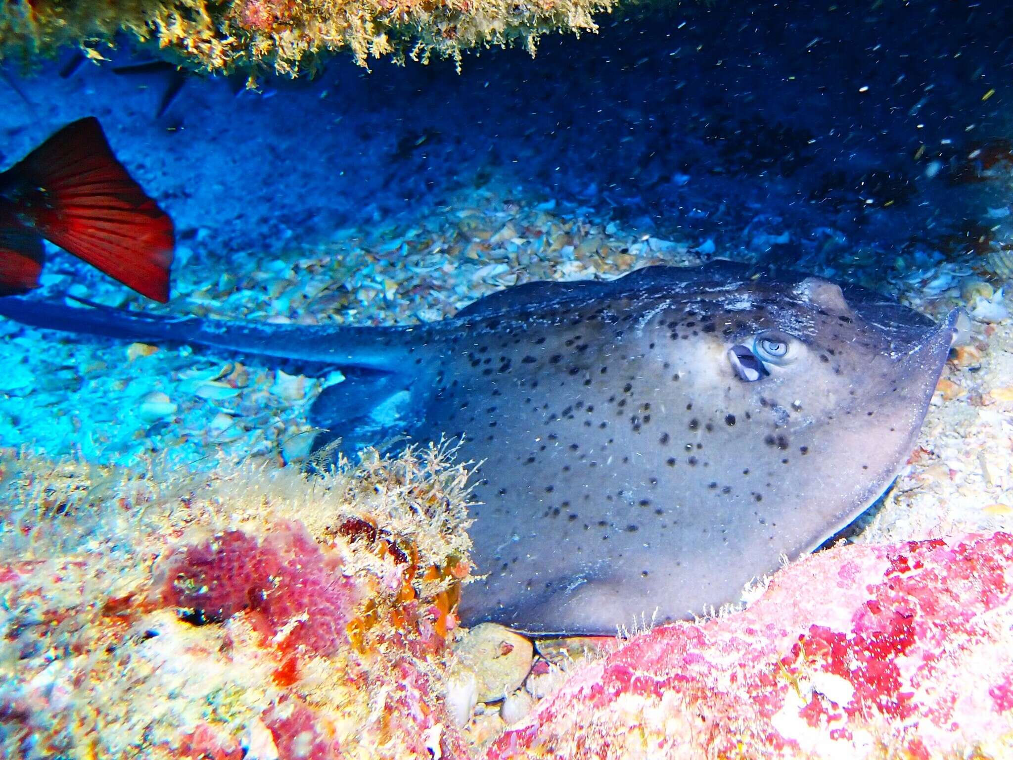 Image of round fantail stingray