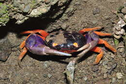 Image of Mexican Land Crab