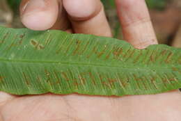 Image of Deparia lancea (Thunb. ex Murray) Fraser-Jenkins