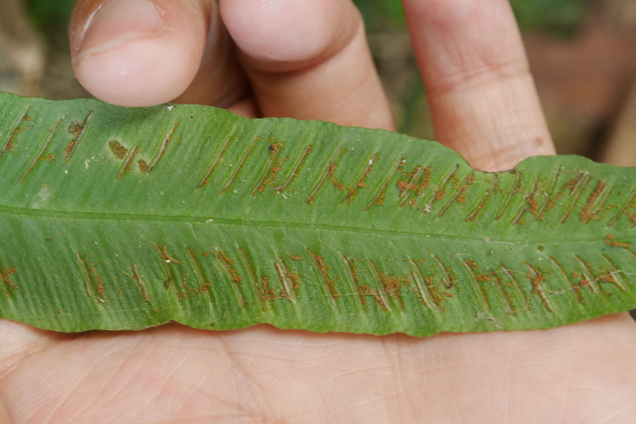 Image of Deparia lancea (Thunb. ex Murray) Fraser-Jenkins