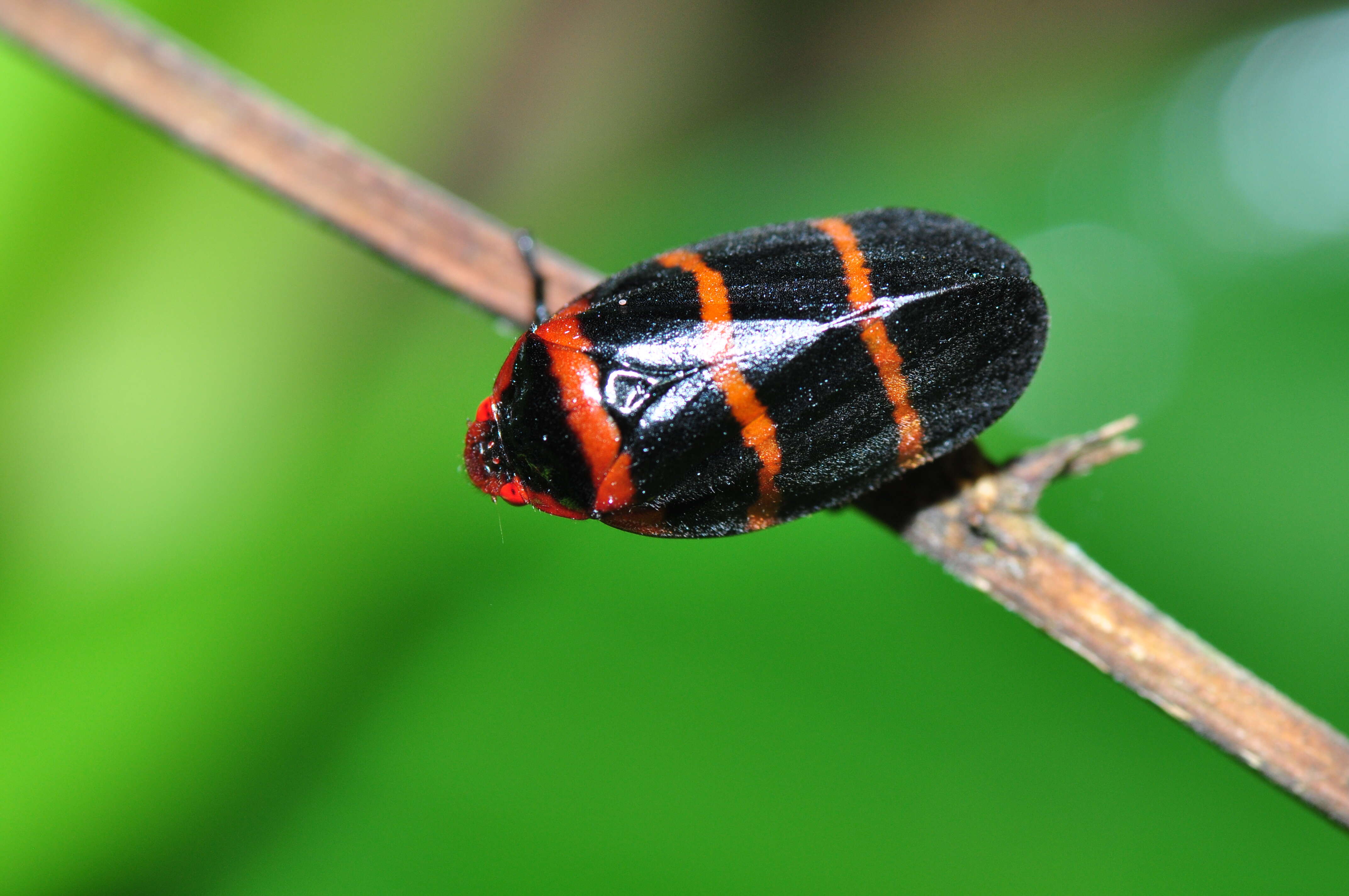 Image of Two-lined Spittlebug
