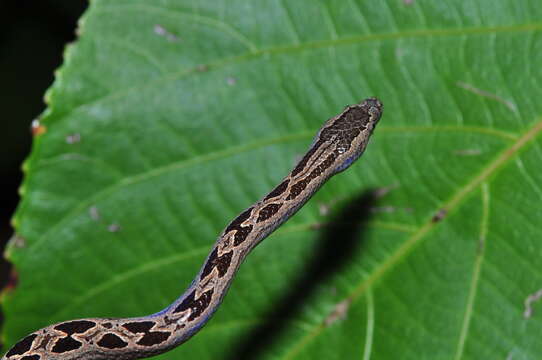 Image of dwarf boa