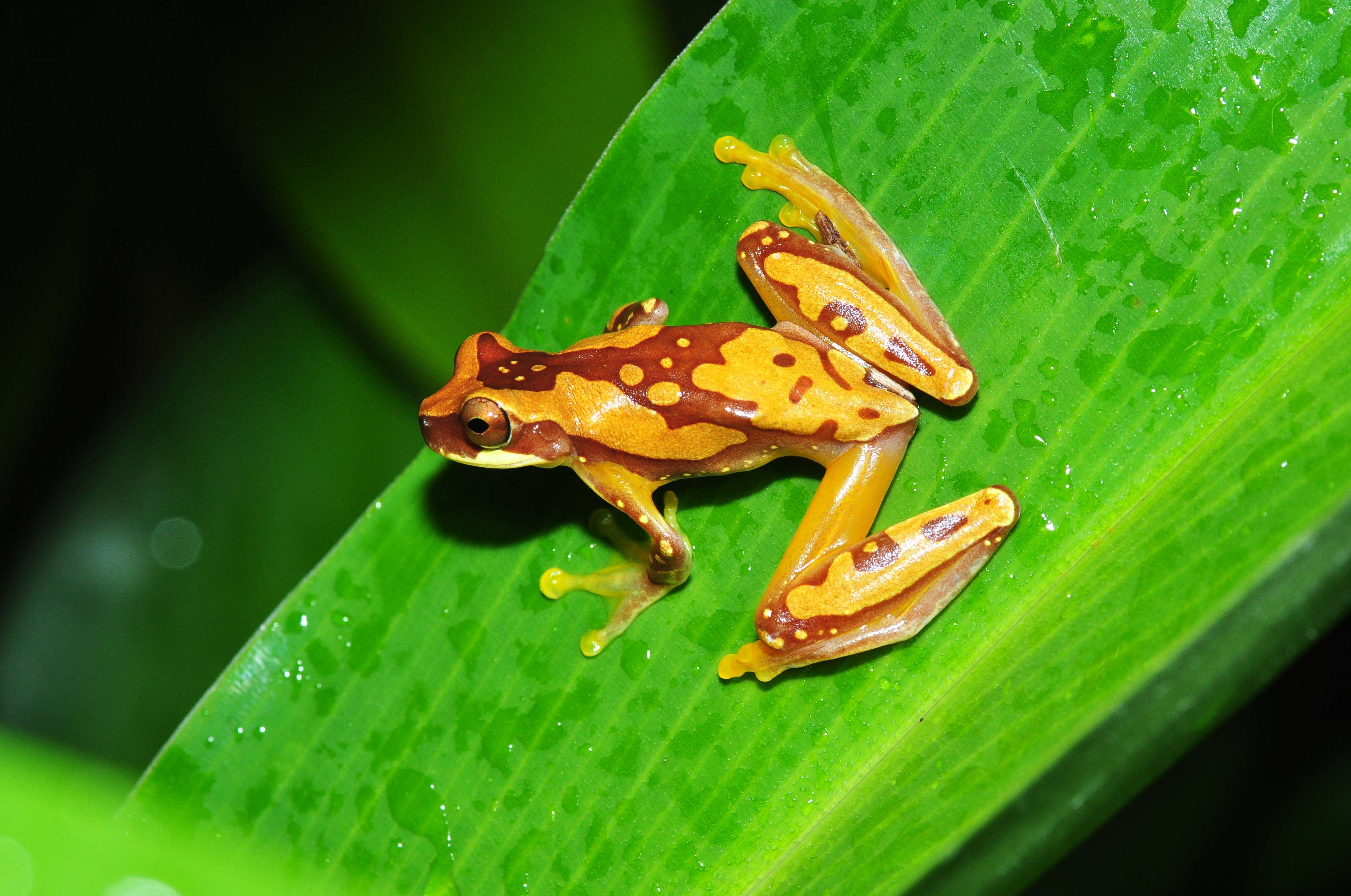 Image of Hourglass Treefrog