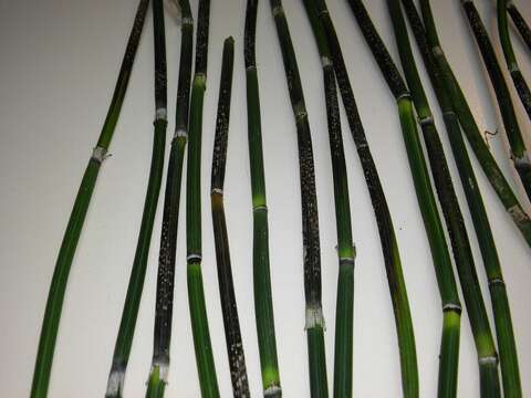 Image of Equisetum hyemale subsp. hyemale