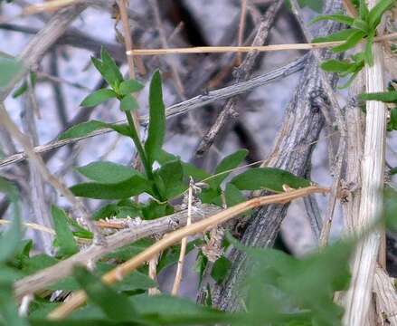 Image of shortleaf baccharis