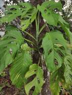 Image of Adanson's monstera