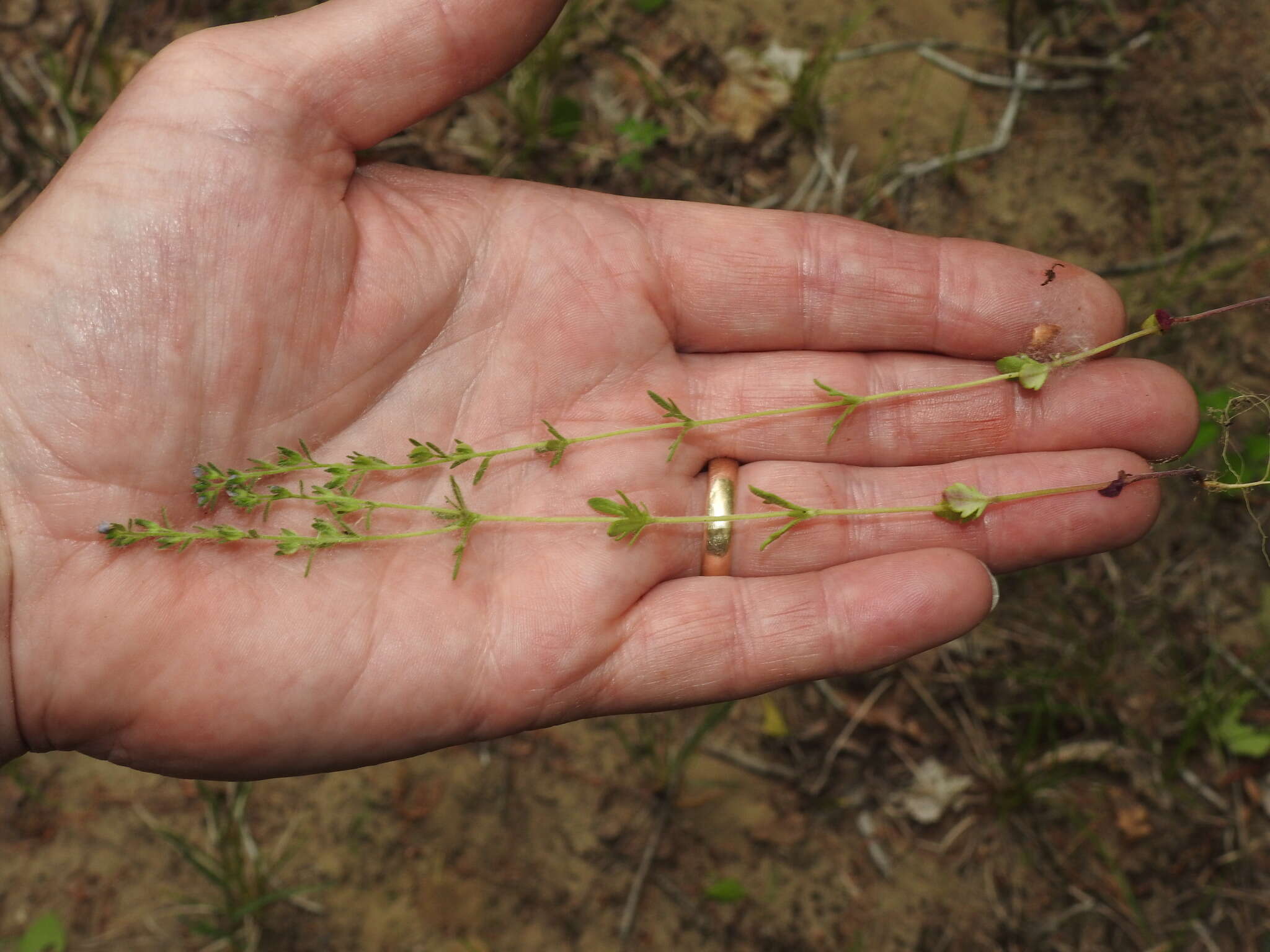 Image of Dillenius' speedwell