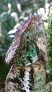 Image of Flat-casqued Chameleon