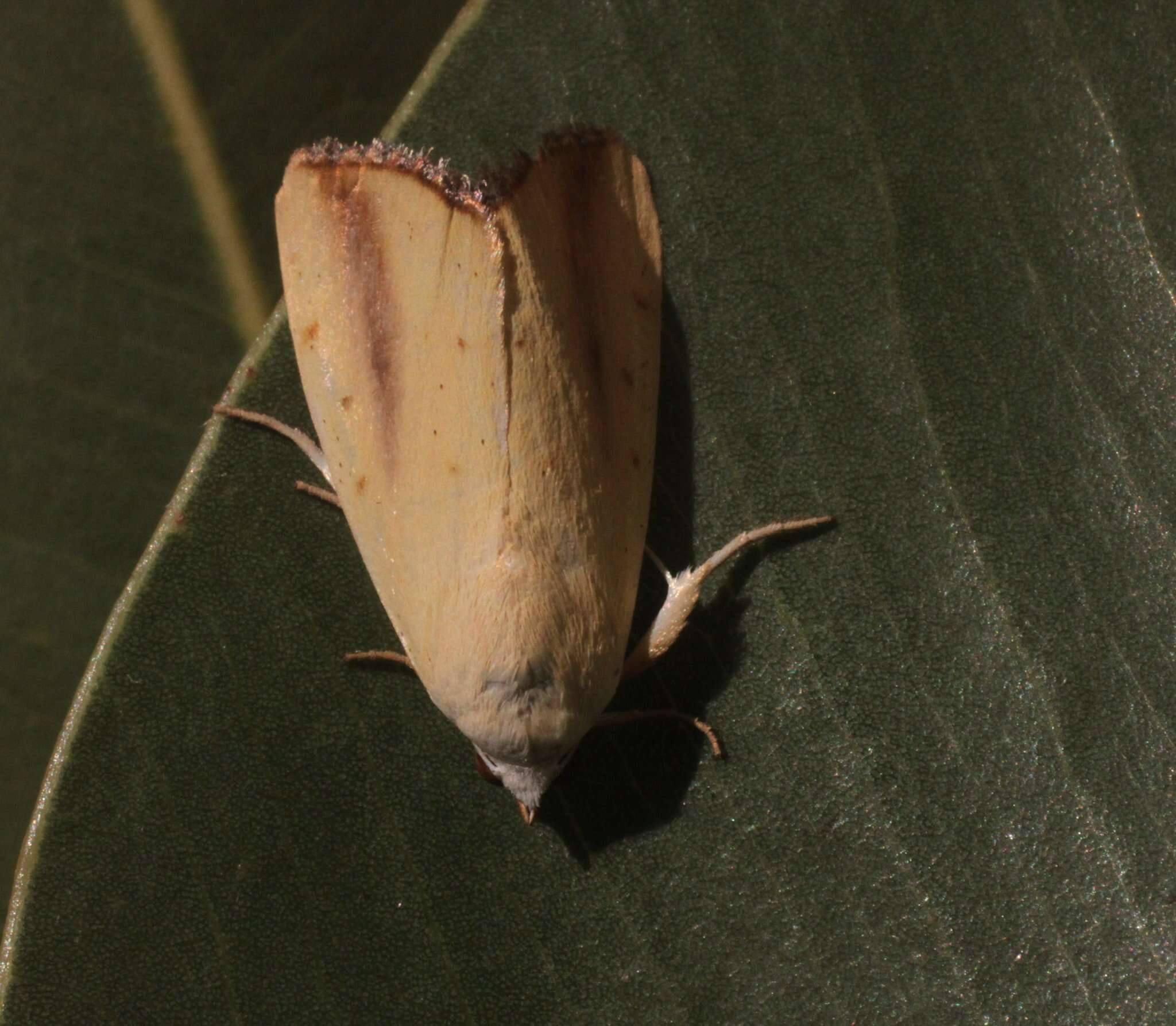 Image of Xanthodes congenita Hampson 1912