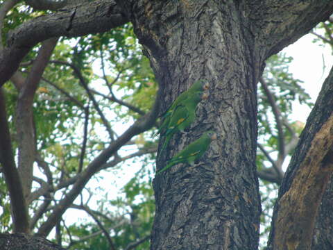 Image of Canary-winged Parakeet