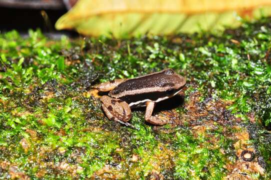 Image of Talamanca Rocket Frog