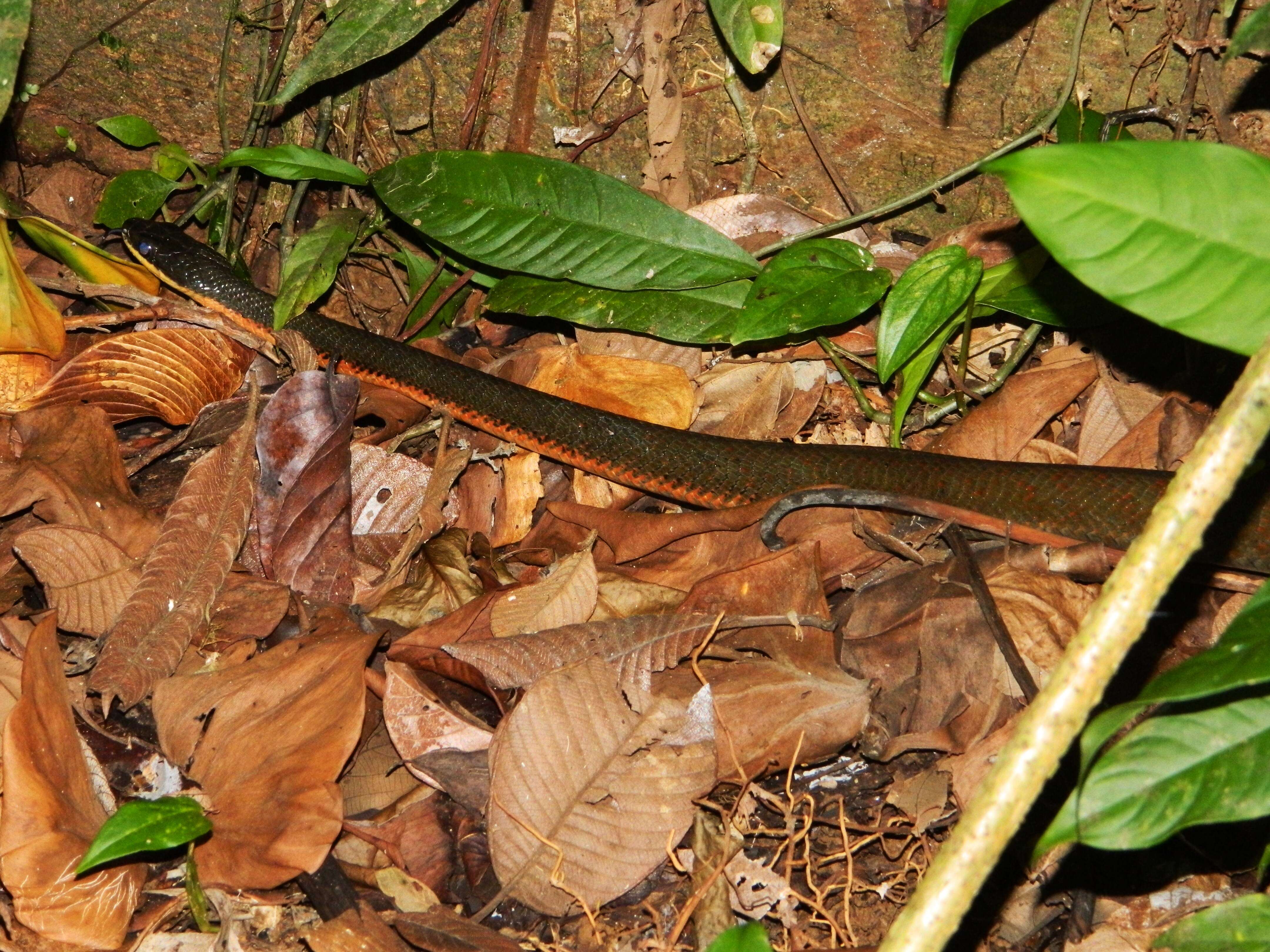 Imagem de Phrynonax poecilonotus (Günther 1858)