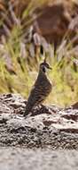 Image of Spinifex Pigeon