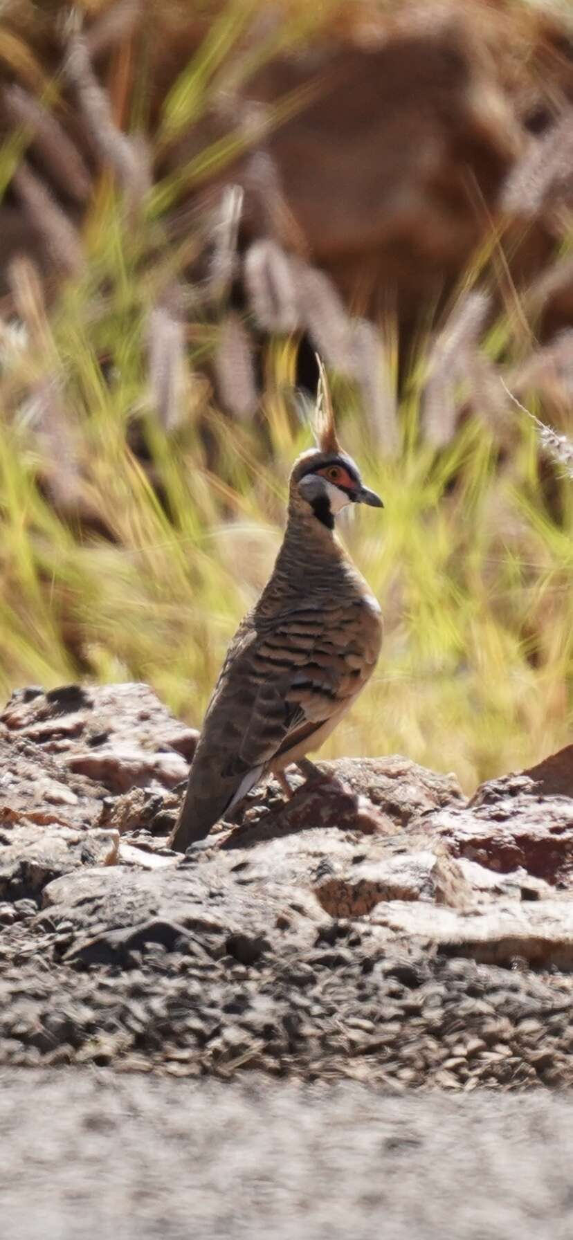 صورة Geophaps plumifera Gould 1842