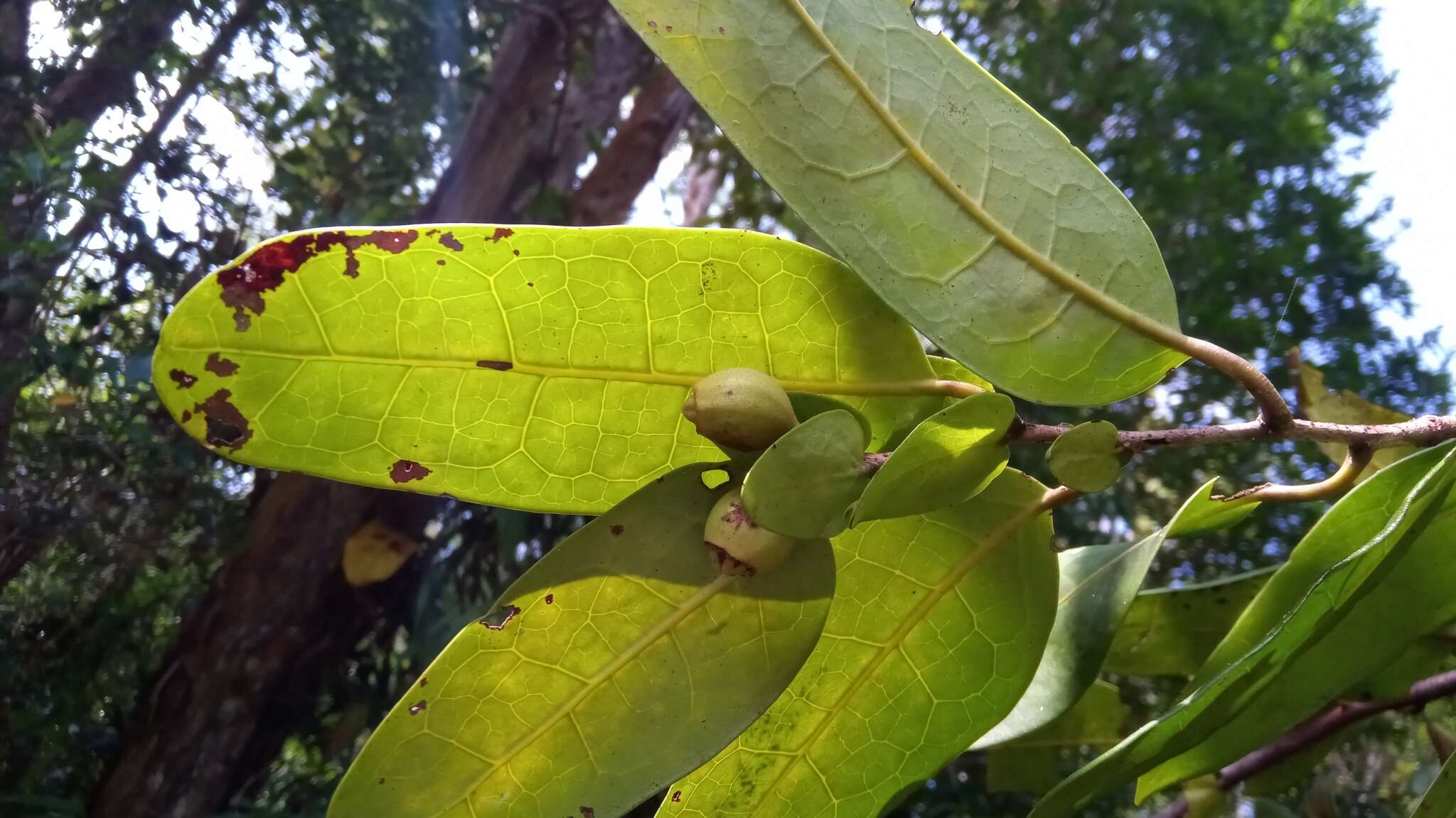 Imagem de Dicoryphe stipulacea Jaume St.-Hil.