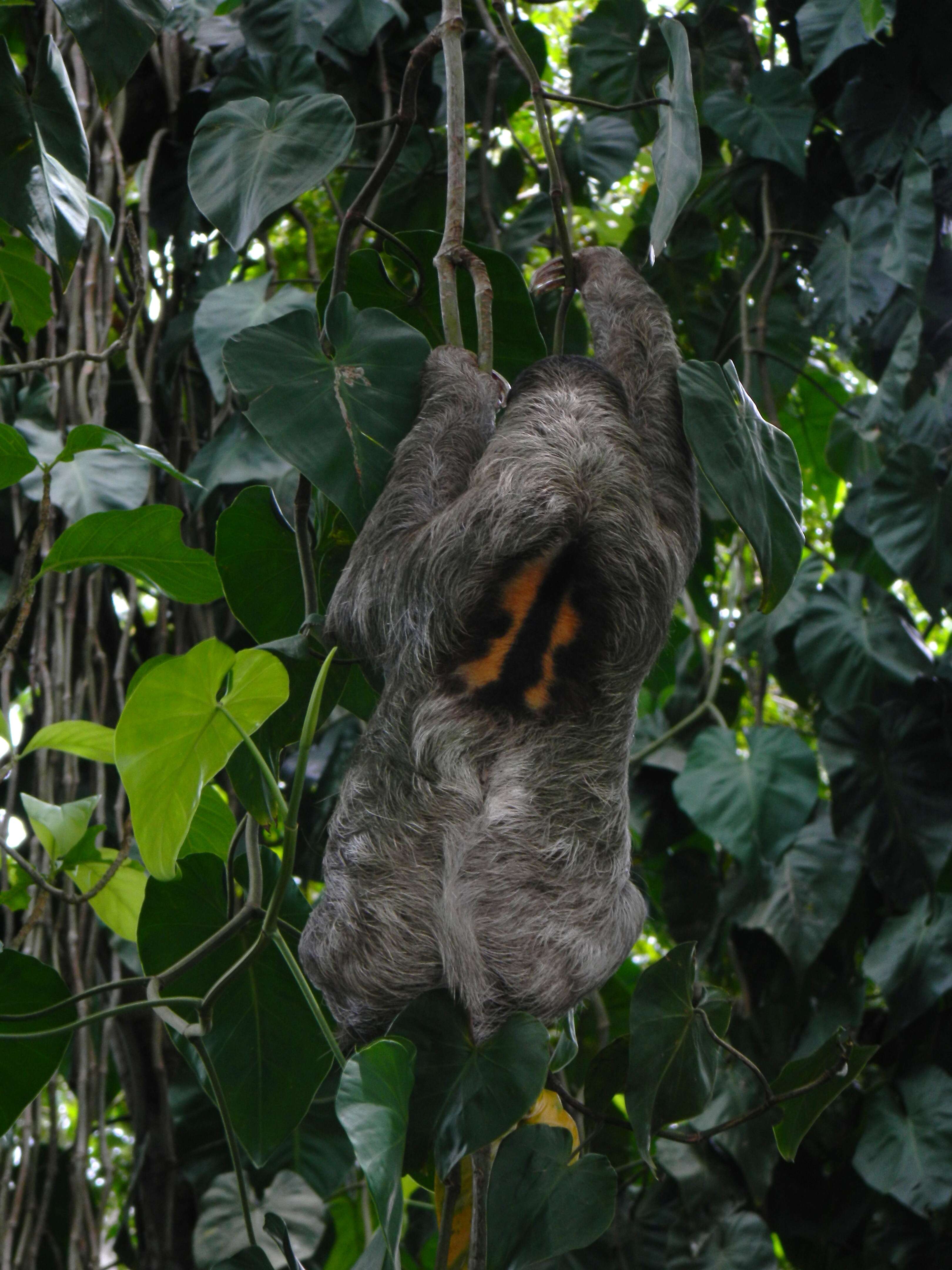 Image of Brown-throated Three-toed Sloth