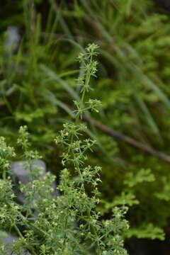 Image of Galium acutum Edgew.