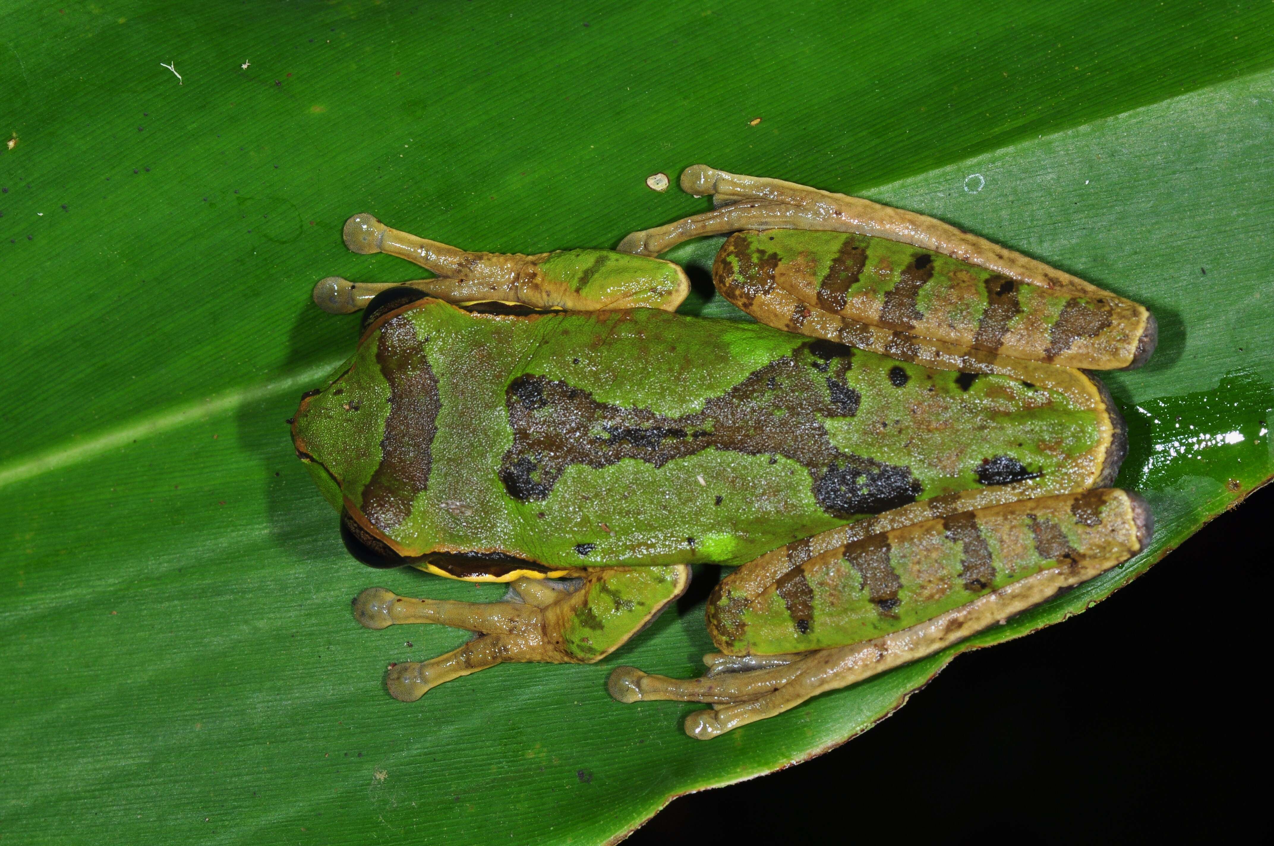 Image of Central American Smilisca