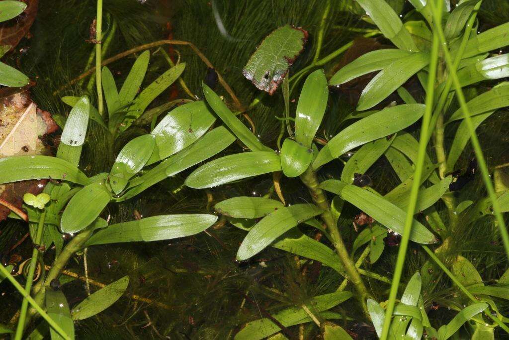 Image of Heteranthera zosterifolia Mart.