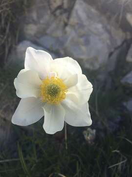 Image of Anemone baldensis subsp. baldensis