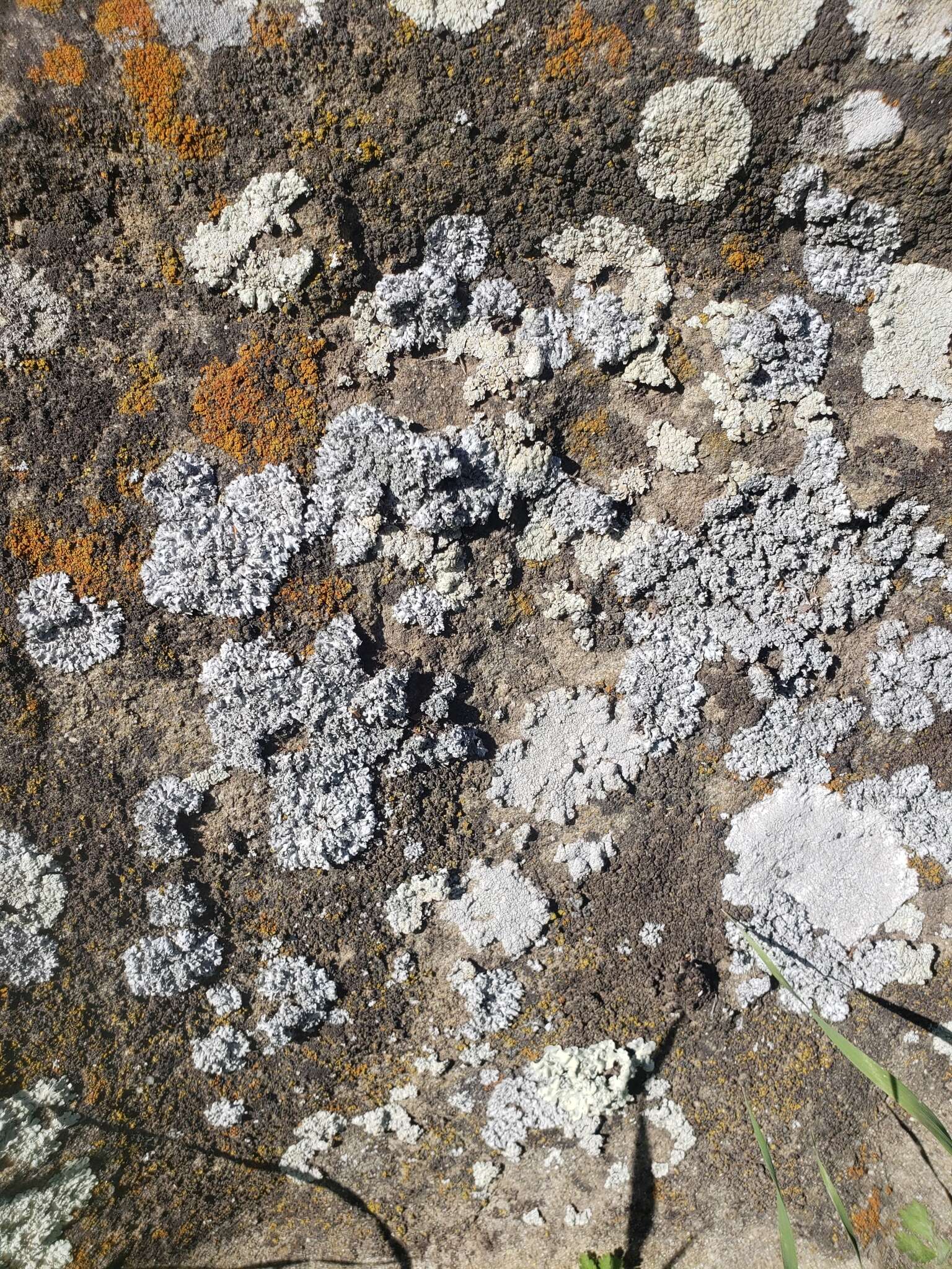 Image of rosette lichen