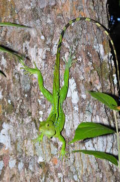 Image of Green Basilisk