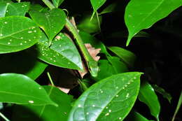 Image of Green Parrot Snake