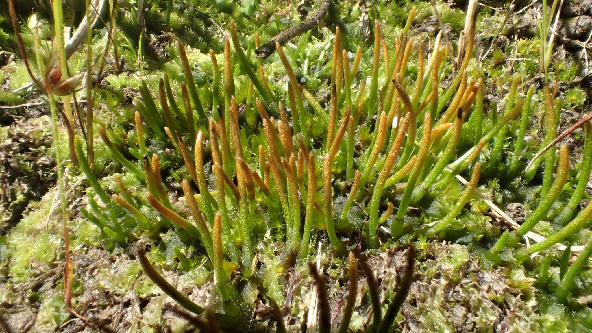 Image of Phymatoceros bulbiculosus (Brot.) Stotler, W. T. Doyle & Crand.-Stotl.